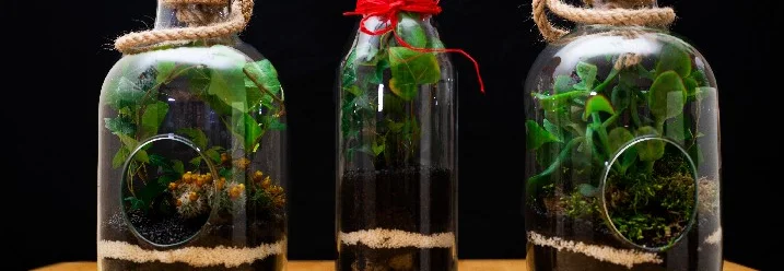 Drei Flaschengärten auf einem Tisch.